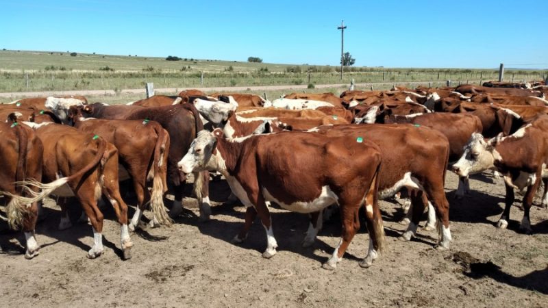 20.01.2021 Plan Agropecuario visitó predio en Pirarajá