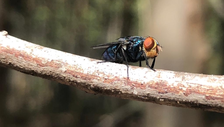 30.03.2021 Avanza la construcción del Programa Nacional para erradicar la Bichera en el país