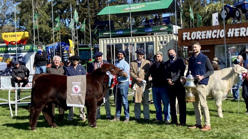 15.09.2021 Desde Pirarajá salieron los Grandes Campeones de la raza Shorthorn