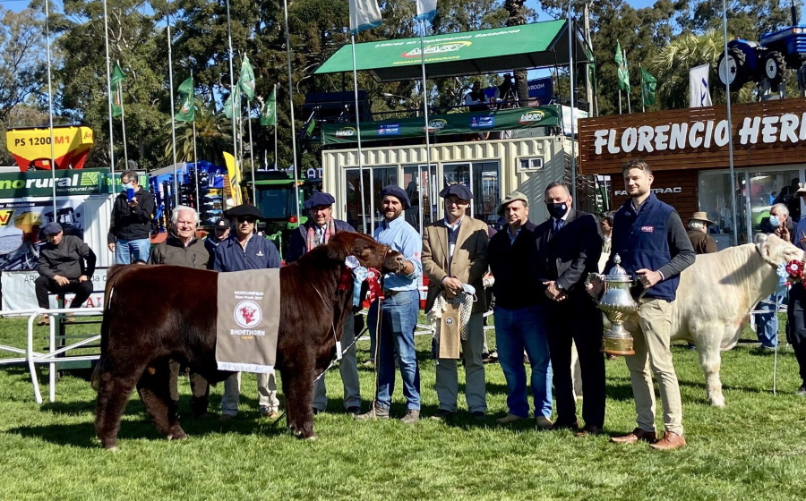 15.09.2021 Desde Pirarajá salieron los Grandes Campeones de la raza Shorthorn