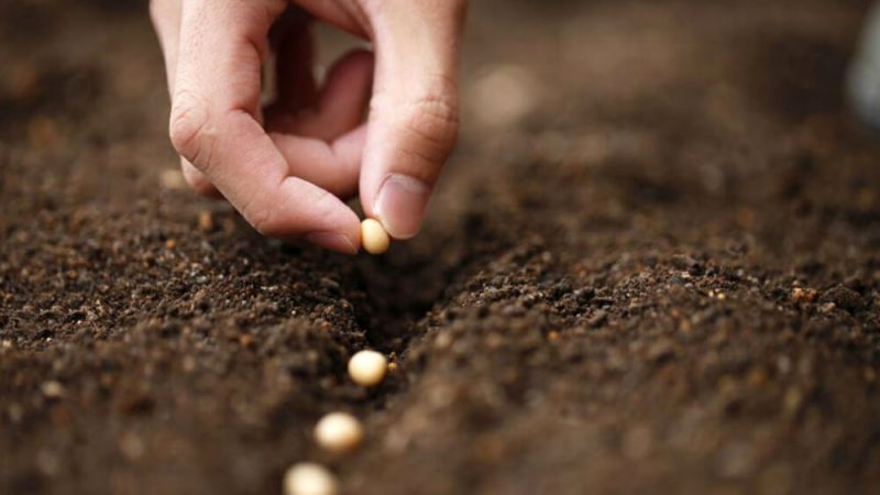 22.09.2021 Finalizó con éxito la entrega de semillas de la Intendencia de Lavalleja