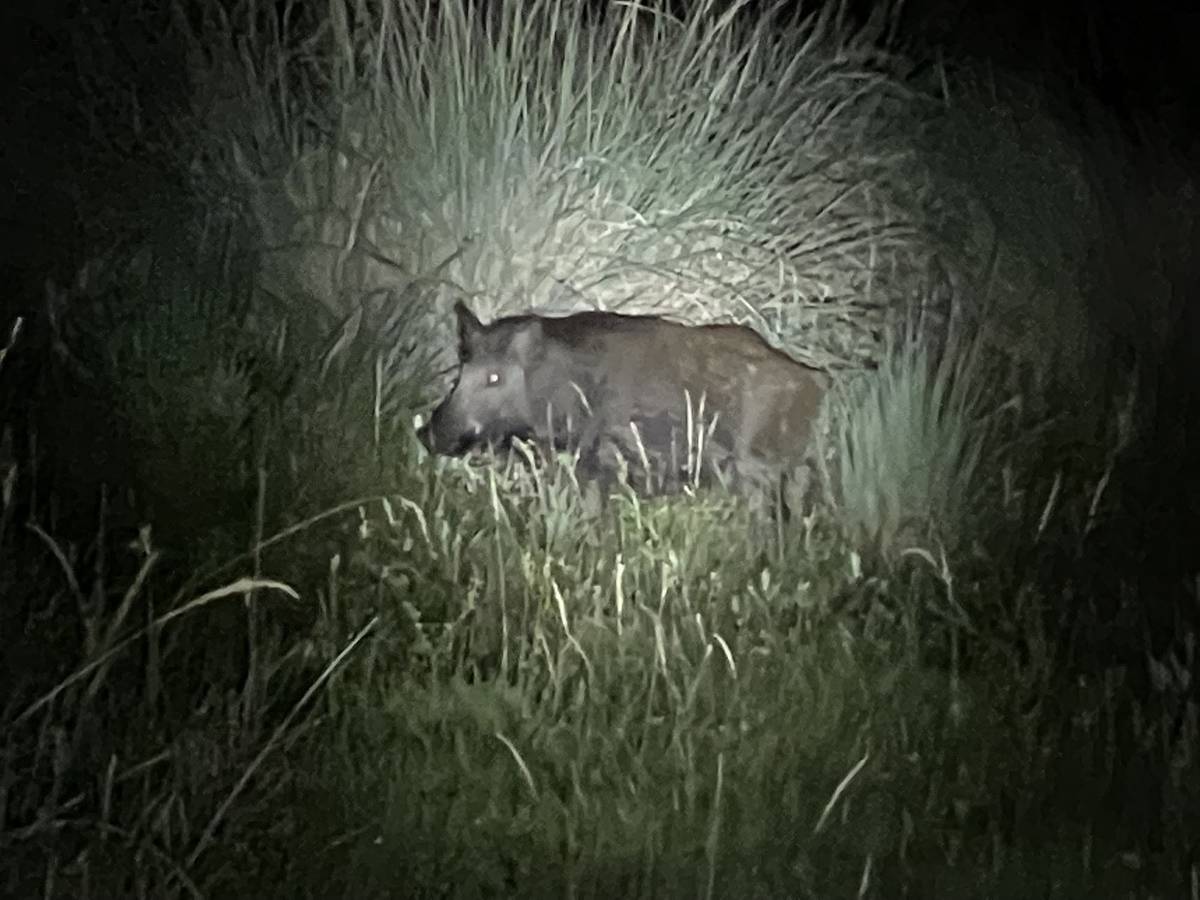 Presidencia de la república habilitó la caza nocturna de jabalí y ciervo axis.