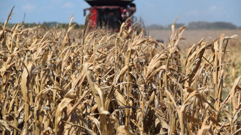 La Dinámica Ganadera de Uruguay: El Maíz como Eje Central y sus Desafíos Estructurales