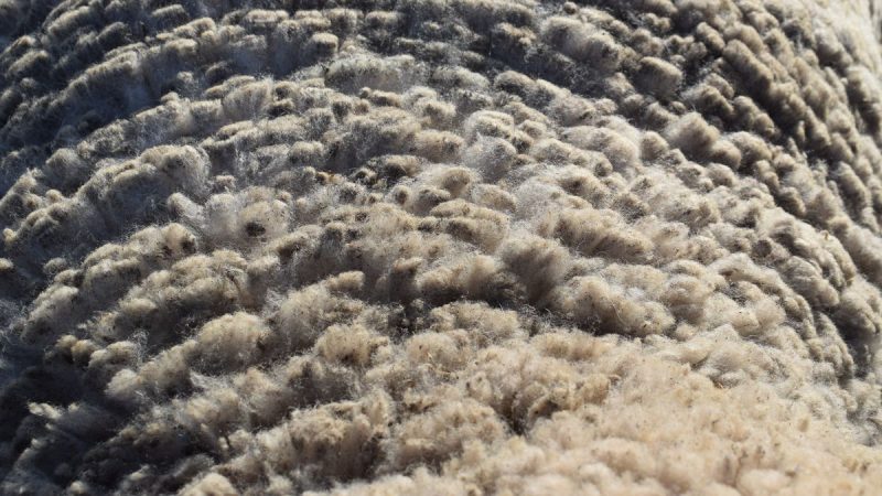 Subas de precios en el mercado lanero y la carne ovina con valores históricamente altos