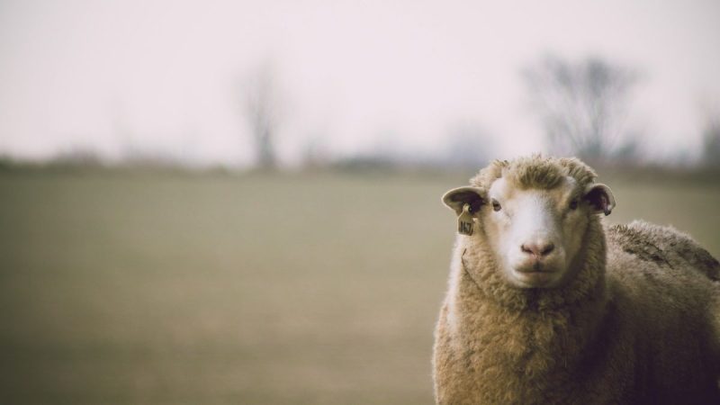 Sector Ovino: Lana y Carne Cierran un Año Exitoso con Perspectivas de Crecimiento