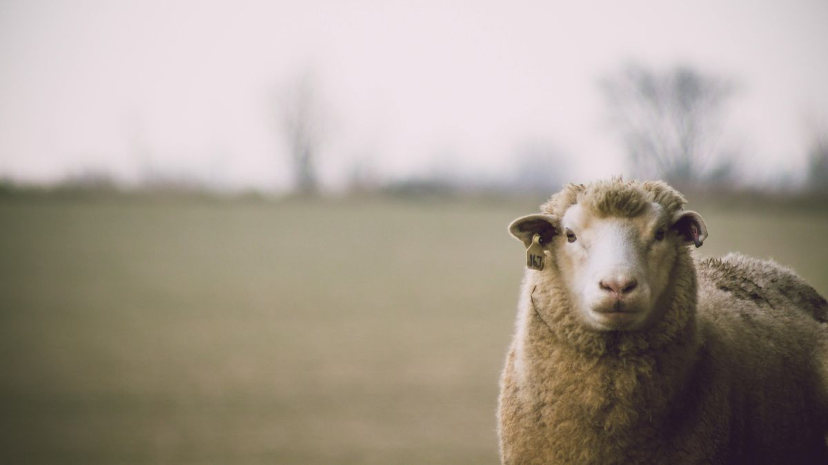 Sector Ovino: Lana y Carne Cierran un Año Exitoso con Perspectivas de Crecimiento