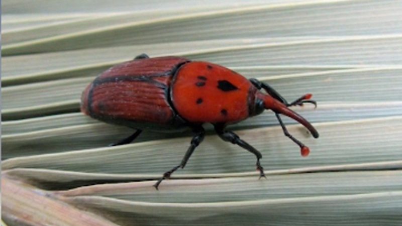 Umpiérrez preocupado porque Rocha "se encuentra muy solo" en el combate al picudo rojo y por la "severa" sequía en el departamento