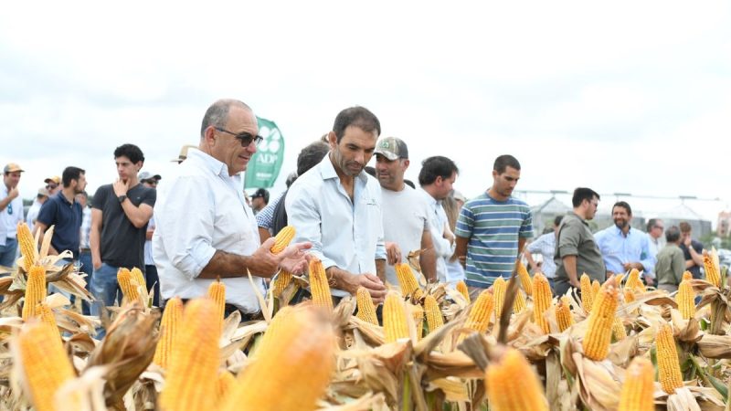 ADP – Agronegocios del Plata presentó los detalles de su actualización técnica sobre cultivos de verano