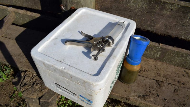 El pedido urgente de frigoríficos a proveedores de ganado por el riesgo que hay para la economía de Uruguay