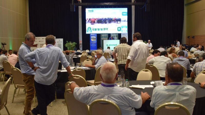 El ganado gordo se vende a precios históricos: los valores que se manejaron en Agro en Punta