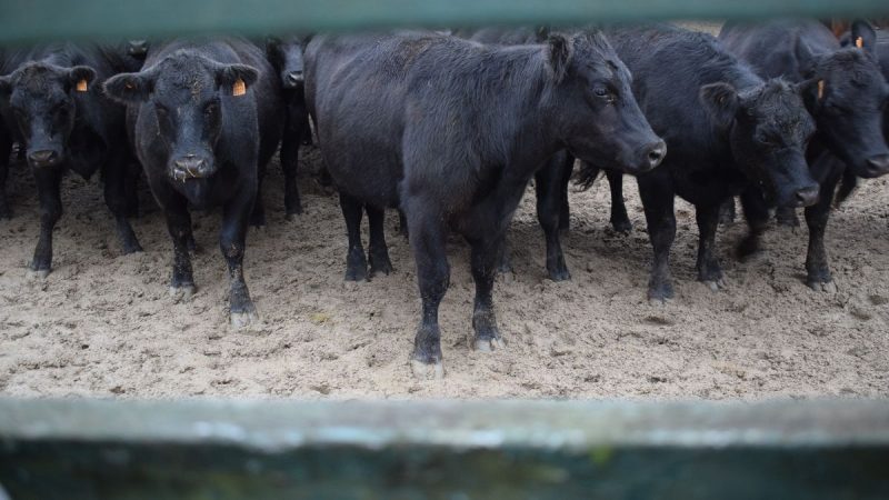 El oro rojo, precios de ciencia ficción y una ganadería uruguaya con varias preguntas