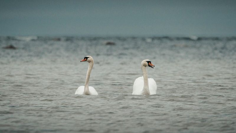 Detectaron gripe aviar en la Laguna Garzón y el MGAP trasladó un pedido urgente