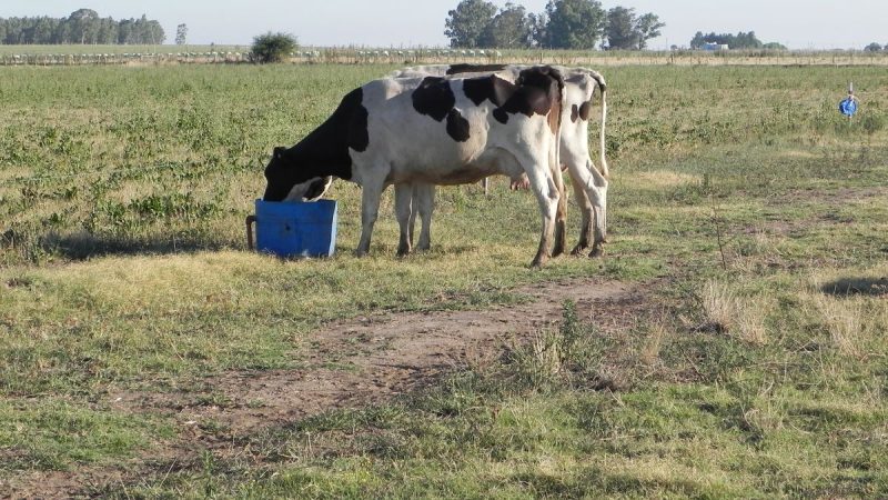 En verano y con sequía igual aumentó la remisión de leche desde los tambos