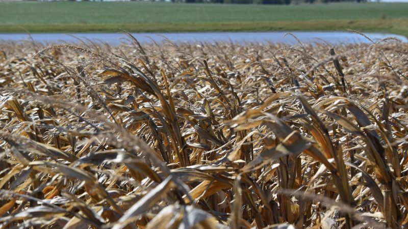 Censo del MGAP: Caída de Establecimientos y Empleo Rural, con Aumento del Rodeo Bovino en Uruguay