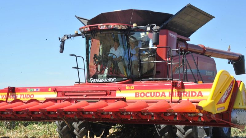 Con la presencia del presidente Orsi y una trilla de maíz en la Expoactiva se inaugurará la cosecha de verano