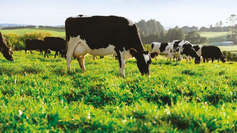 Quinta suba consecutiva en el valor medio de los productos lácteos en el mercado internacional