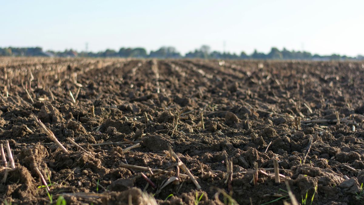 El difícil ajedrez de la próxima siembra para los productores en Uruguay