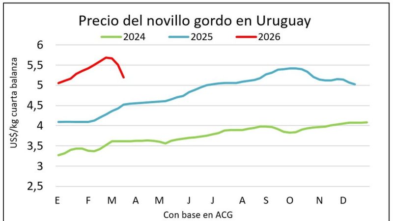 Mercado ganadero por dos carriles: el gordo ajusta y los terneros marcan nuevos récords