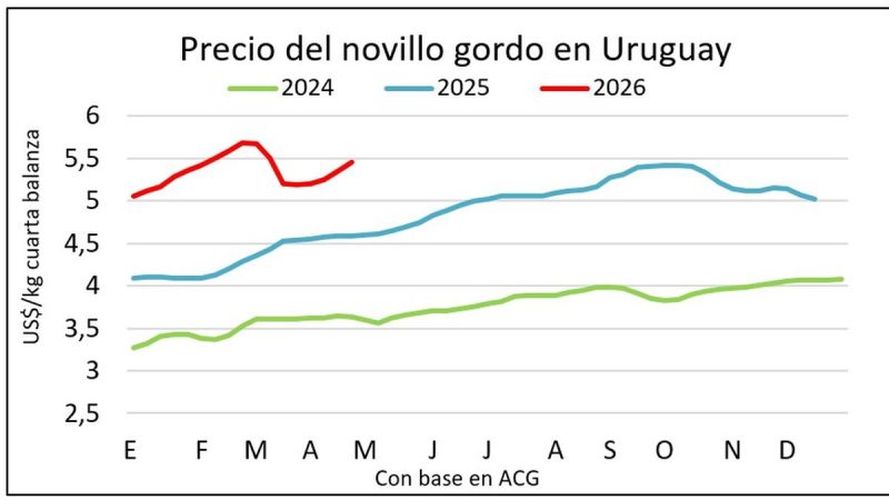 Suben los precios en el mercado de ganado gordo y hay valores históricos para los terneros