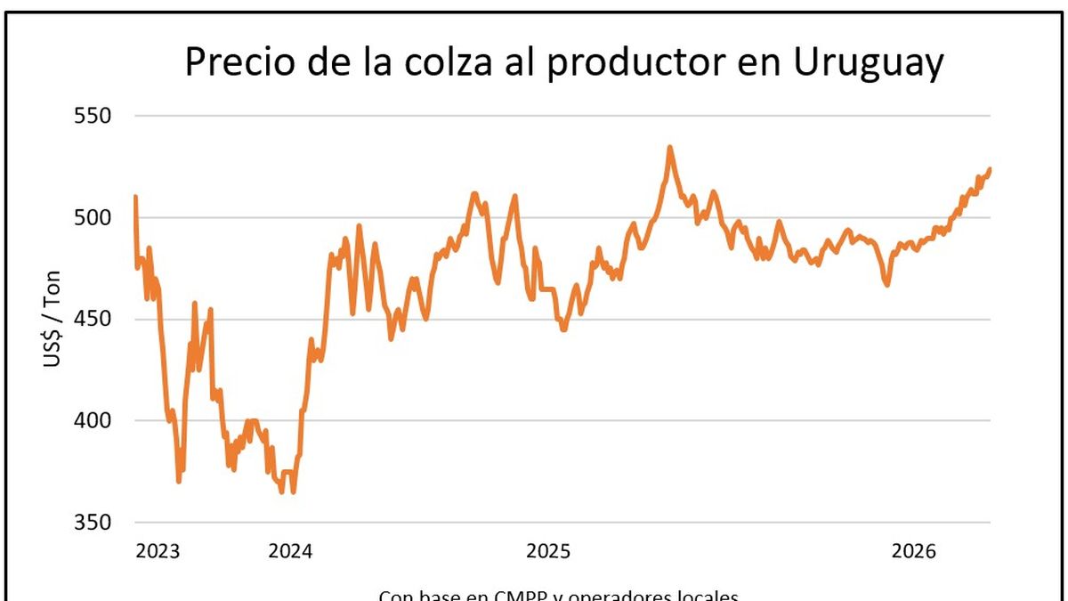 Colza en Ascenso: la siembra uruguaya coincide con máximos históricos en el mercado de granos